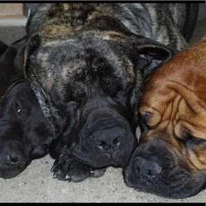 Meet your Posher, Andrew